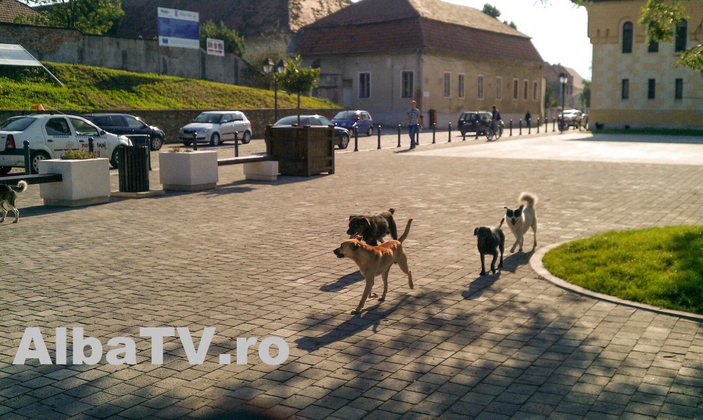 IMAG0374