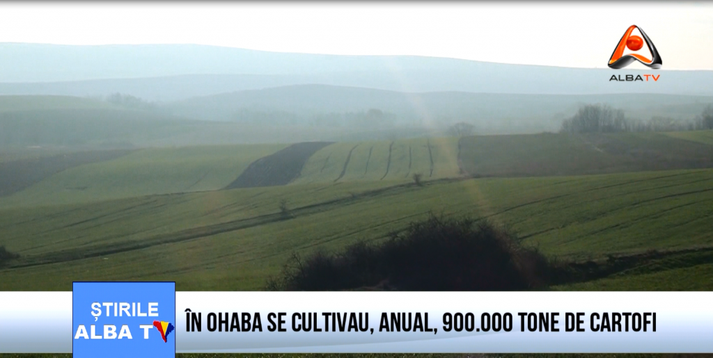in-ohaba-se-cultivau-anual-900-000-tone-de-cartofi