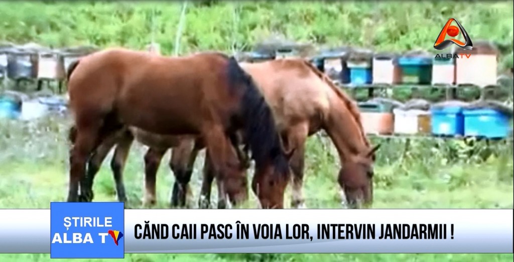 cand-caii-pasc-in-voia-lor-intervin-jandarmii