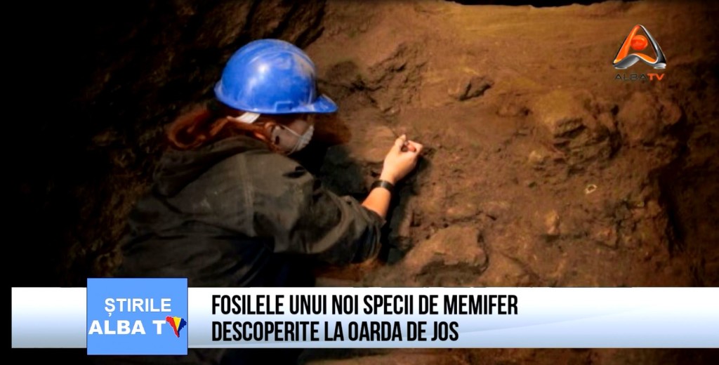  Fosilele unui noi specii de mamifer descoperite la Oarda de Jos