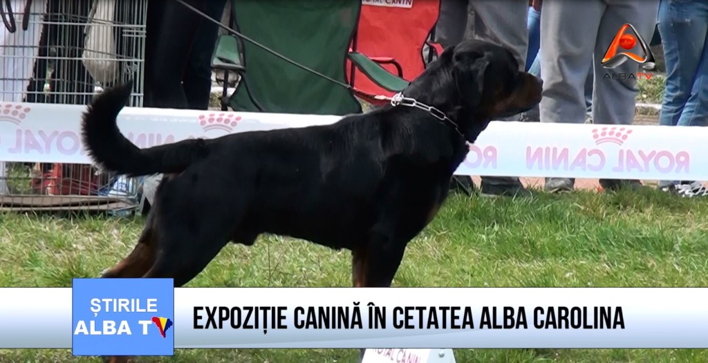 EXPOZITIE CANINA IN CETATEA ALBA CAROLINA