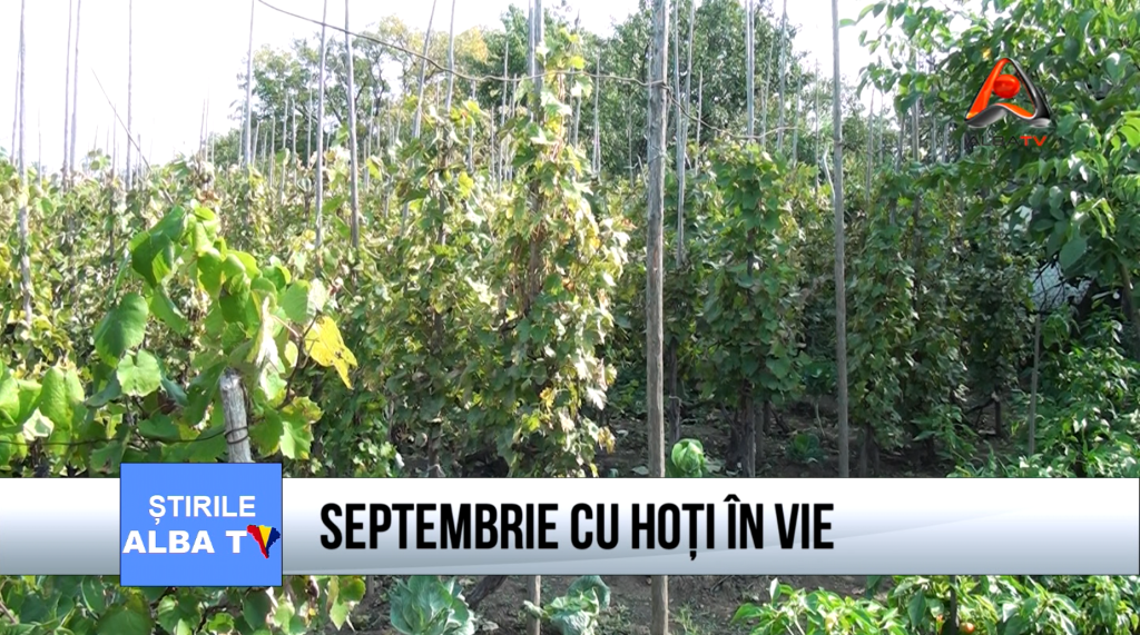 VIE