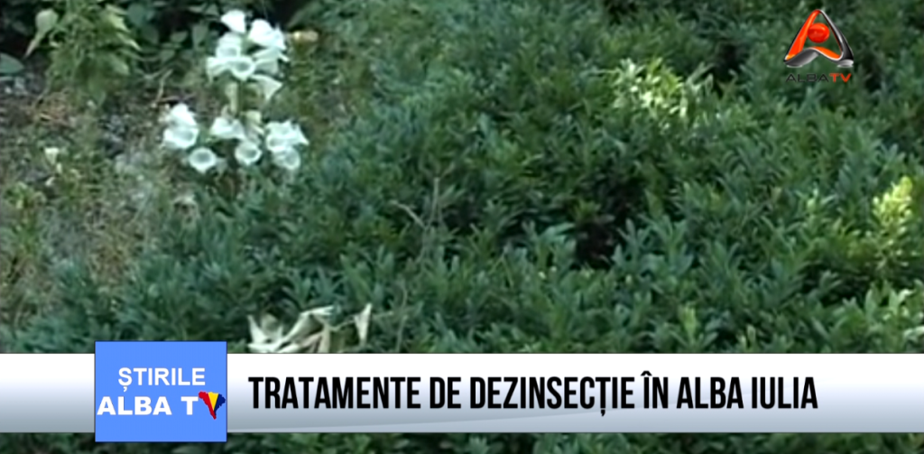 desinsectie