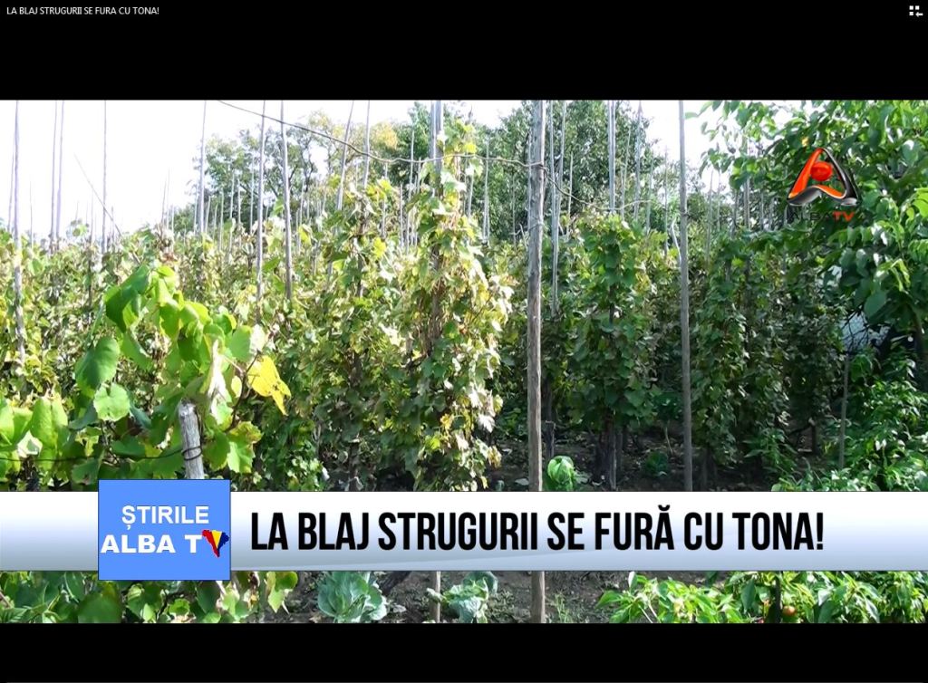 struguri-furaciuni
