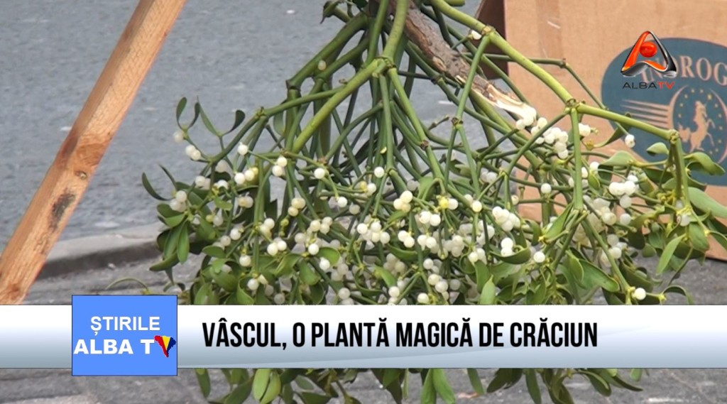 vascul
