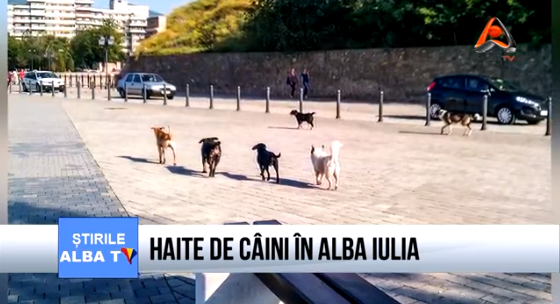 haite-de-caini-in-alba-iulia