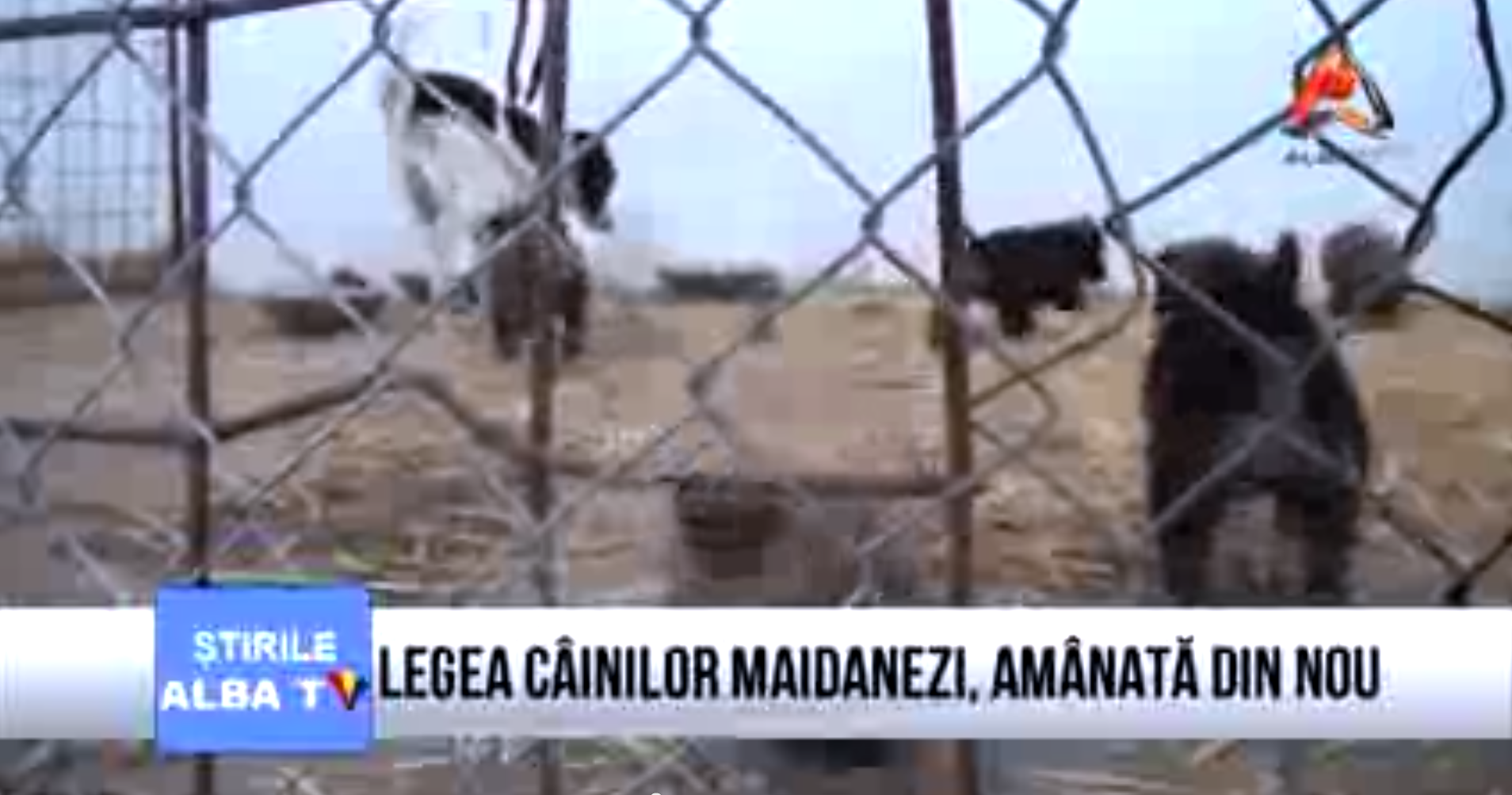 legea-cainilor-maidanezi-amanata-din-nou
