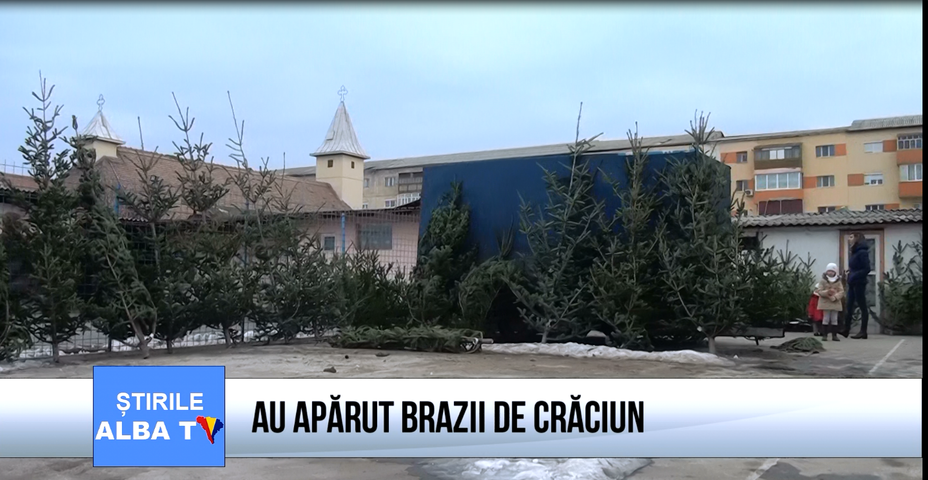 au-aparut-brazii-de-craciun