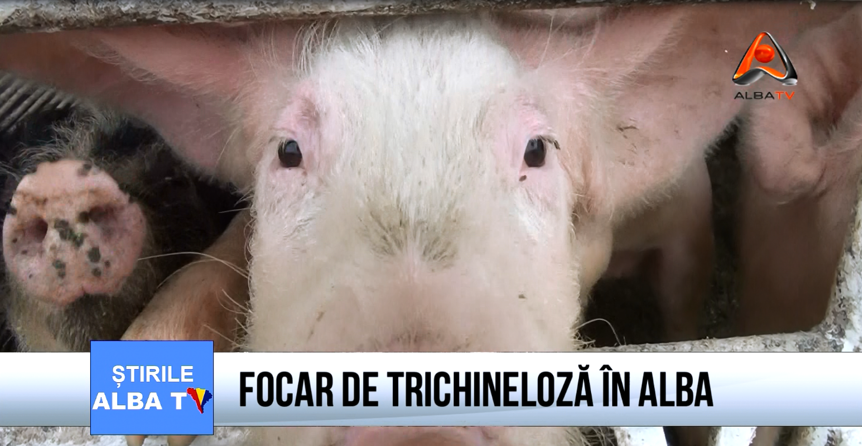 focar-de-trichineloza-in-alba