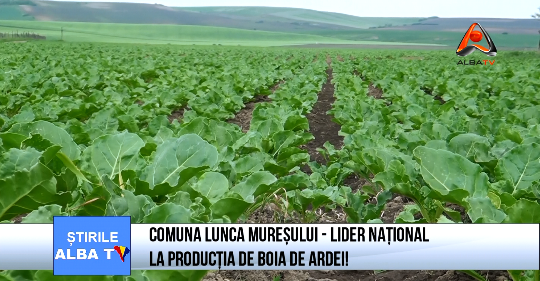 comuna-lunca-muresului-lider-national-la-productia-boia-de-ardei