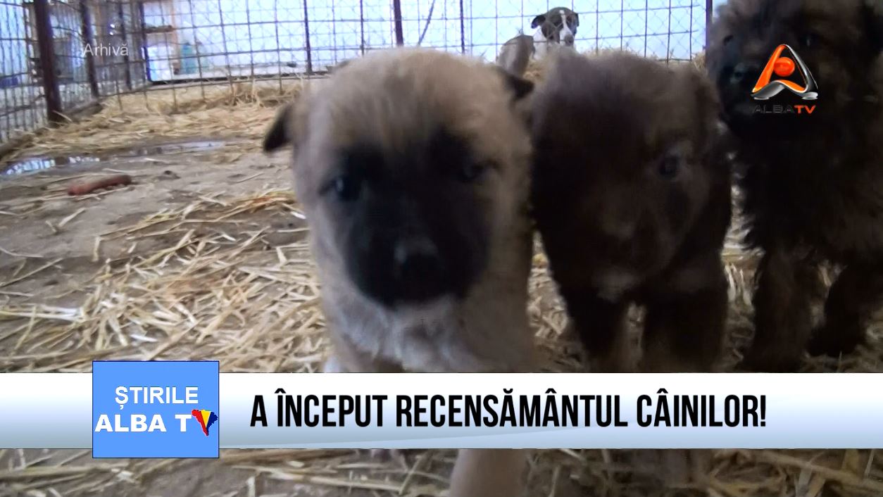 a-inceput-recensamantul-cainilor