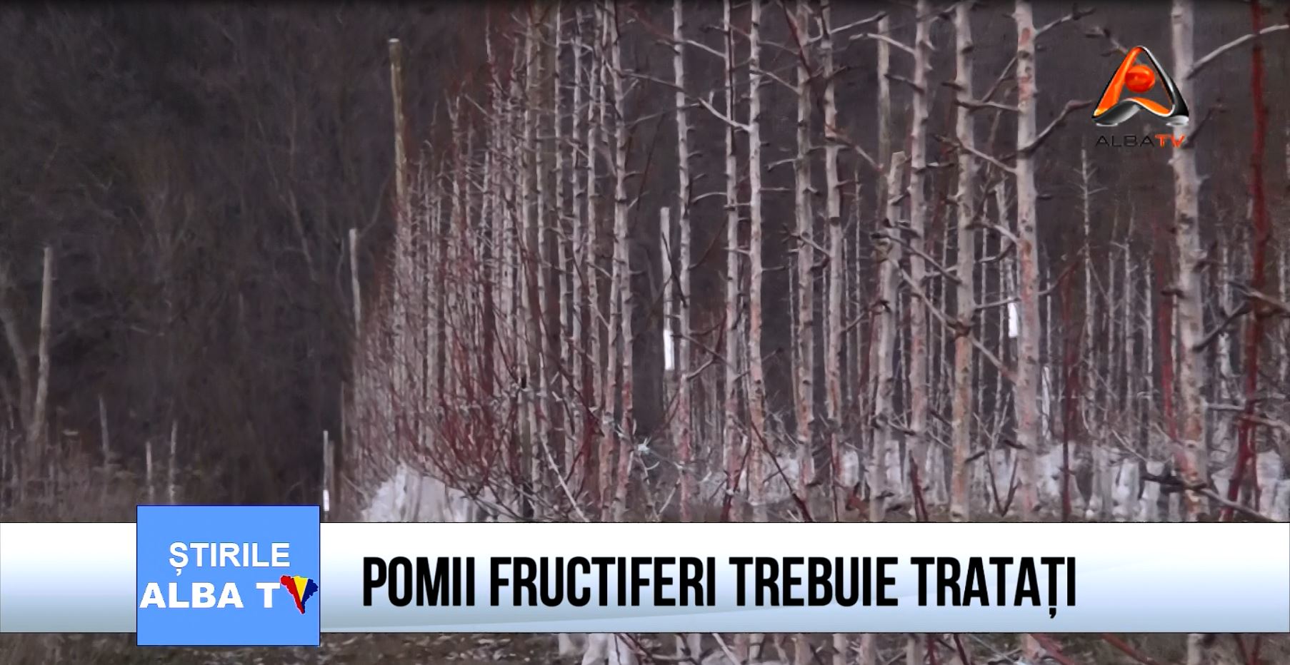 pomi fructiferi