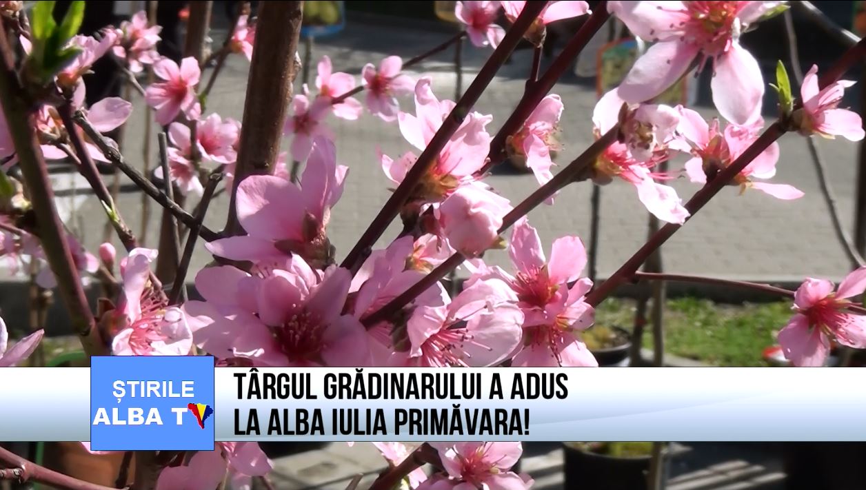 targul-gradinarului-a-adus-la-alba-iulia-primavara