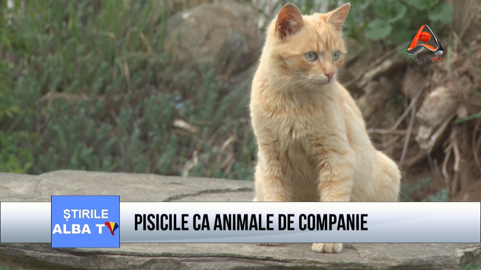 PISICILE CA ANIMALE DE COMPANIE