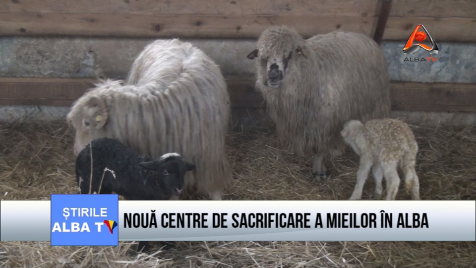 Noua centre de sacrificare a mieilor in Alba