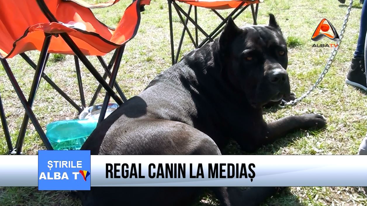 regal-canin-la-medias