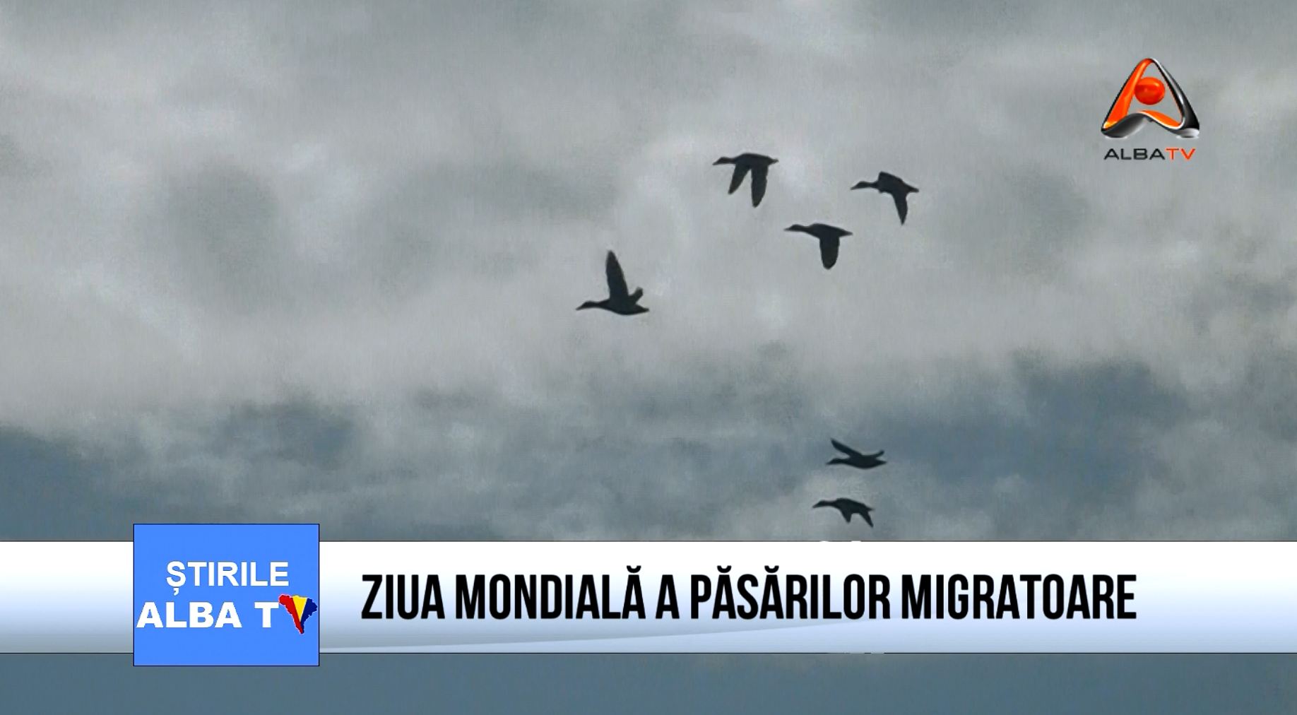 Ziua Mondiala a pasarilor migratoare