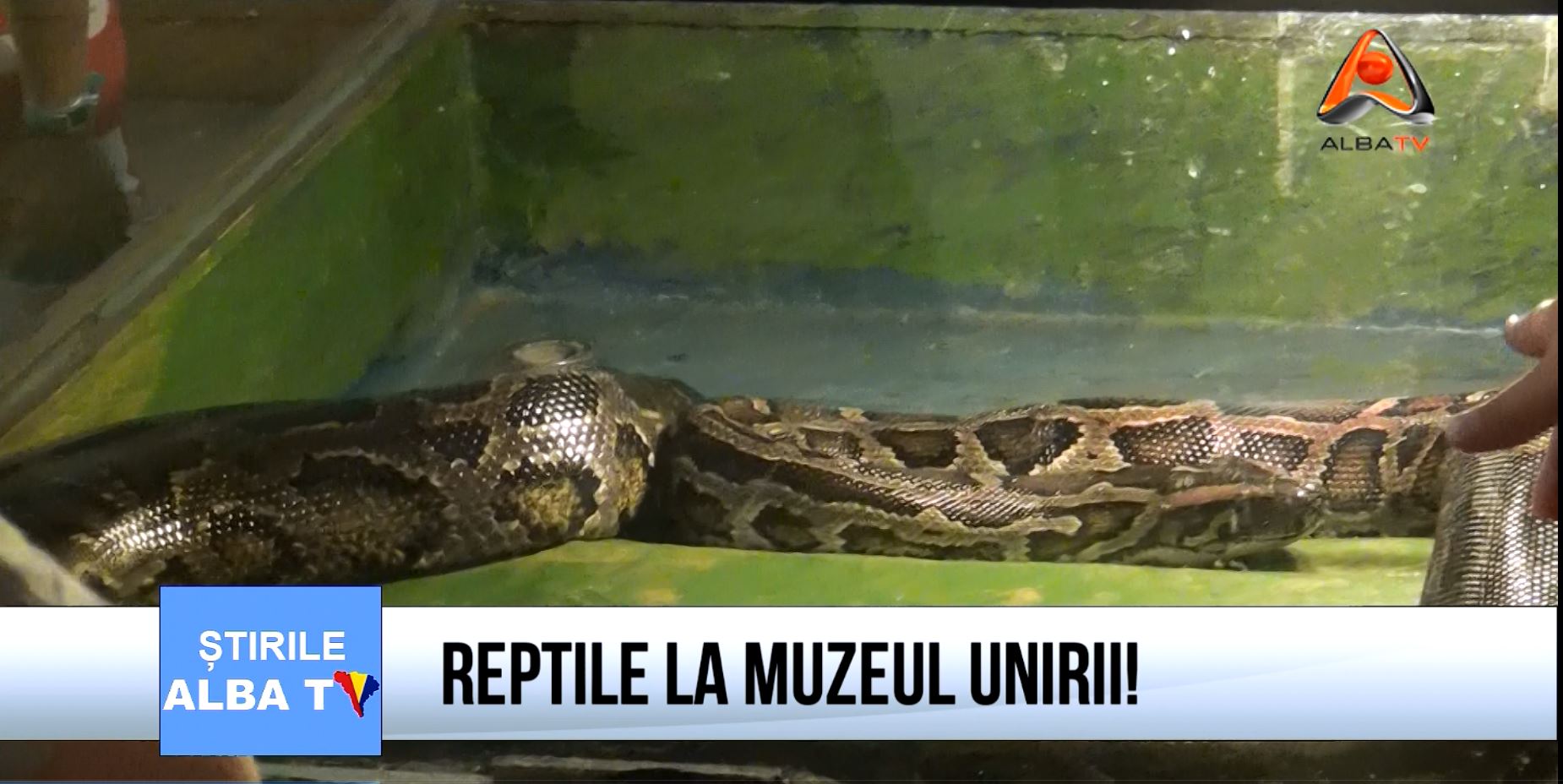 reptile-la-muzeul-unirii