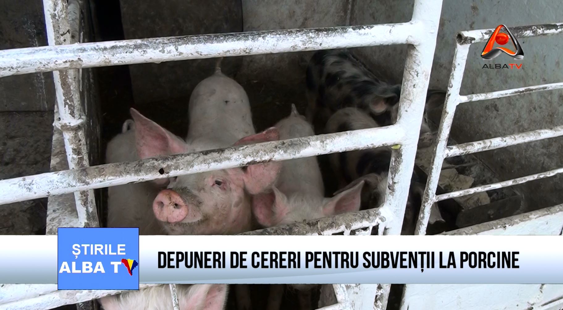 DEPUNERI-DE-CERERI-PENTRU-SUBVENTII-LA-PORCINE