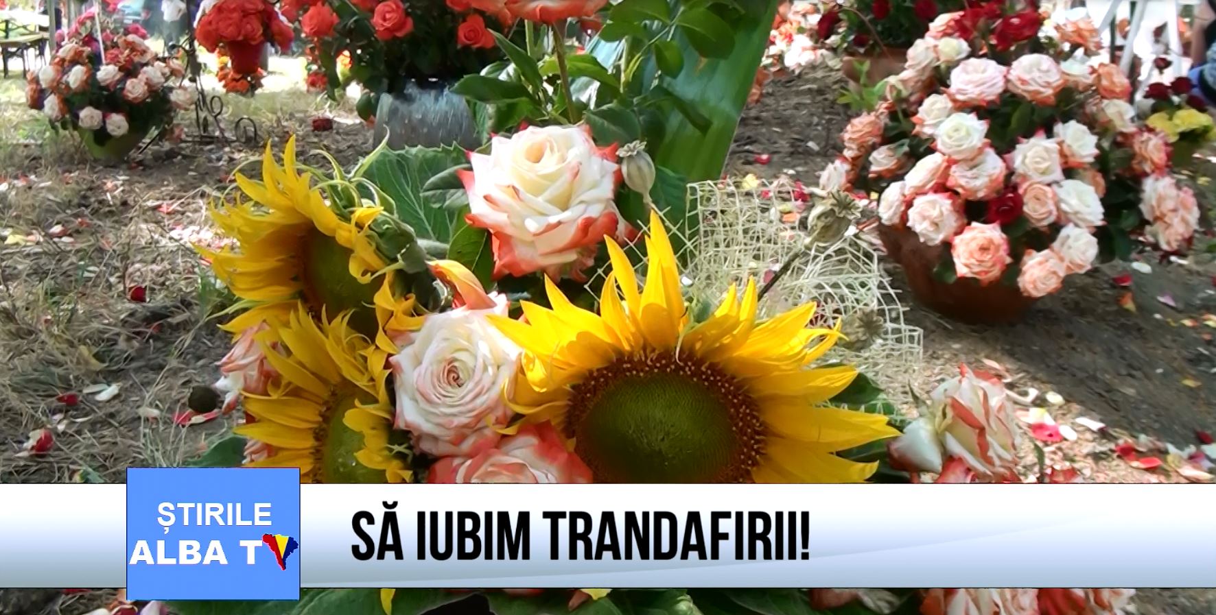 Sa-iubim-trandafirii